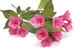 Weigella - Pink flowered shrub